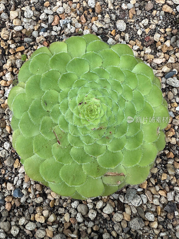 单株碟状植物(Aeonium tabuliformme)的图像，多肉植物品种生长在砾石仙人掌床上，高架视图